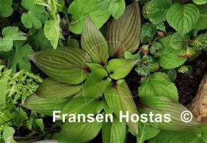 Hosta First Blush-photo-made-by-Justina-Trautmann-20.jpg