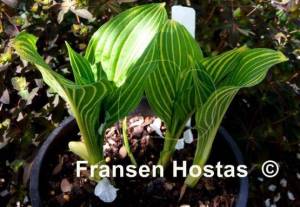 Hosta Mito-no-hana-photo-made-by-Tatiana-Kosovska-4.jpg