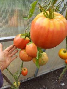 20230902_153027.thumb.jpg.9a1697f396291b87f288a8c31f79f5a1.jpg