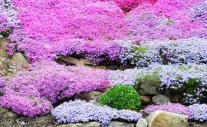 39614267-Beautiful-Creeping-Phlox-in-bloom-Stock-Photo-642x393.jpg