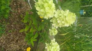 IMG_20230716_125415.jpg