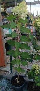 IMG_20230903_101359.jpg