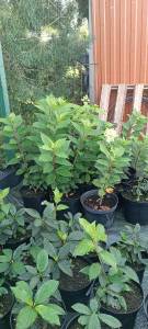 IMG_20230903_102010.jpg