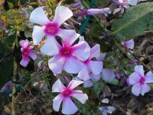IMG_20230918_165033.jpg