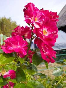 IMG_20230929_105335.jpg