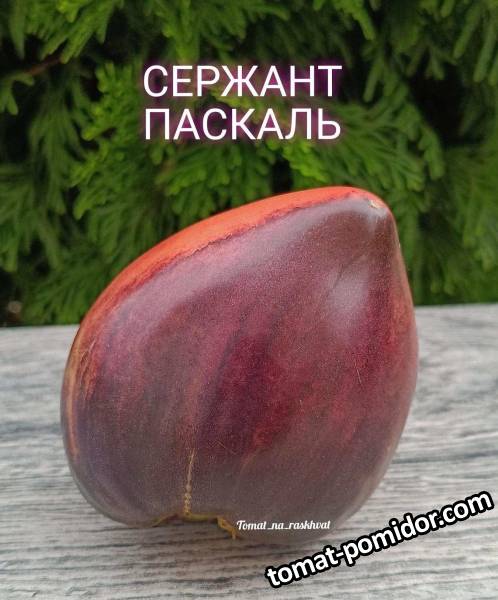 1693714442050_Polish_20230813_160316658.jpg