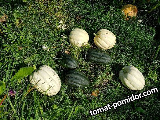 очередная порция акорнов