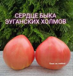 1693714446879_Polish_20230813_160753688.jpg