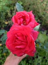 IMG_20230804_190327_1.jpg