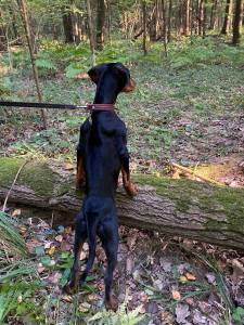 1540688693_IMG_5050(1).thumb.jpg.423dc06c5af37f0a7bb5b4fa70a6fef4.jpg