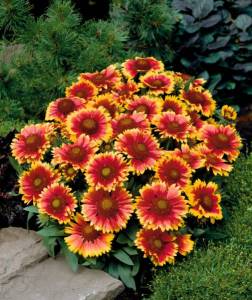 Gaillardia_ArizonaSun-2.thumb.jpg.30ae50d54fd41e324f149072a49c7ac2.jpg