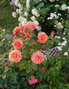 IMG_20230707_195930.jpg