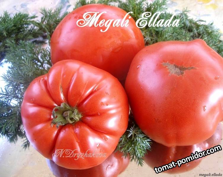 2023 год . Новые сорта томатов и перцев.