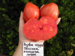 Розовое сердце Пессака Полосатое (Coeur Rose de Pessac Strie).jpg