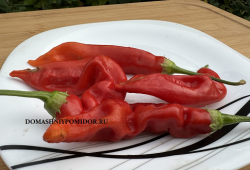 1 Carolina Reaper x Jay's Peach Ghost Scorpion IMG_4125.png