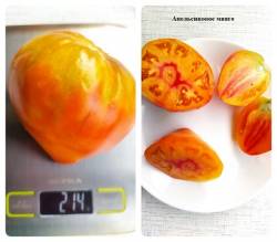 Апельсиновое манго 31.08.23.jpg
