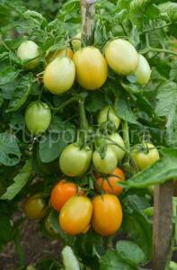 tomat-dzhokato-1-2-900x900.thumb.jpg.0ae7bfa3b7a119cd9fc90c3200efc42d.jpg