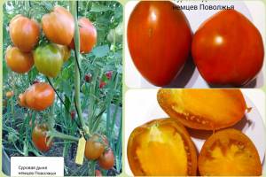 суровая дыня немцев поволжья.jpg