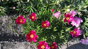 IMG-20230619-WA0036.jpeg