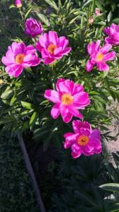 IMG-20230619-WA0040.jpeg