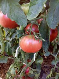 IMG_20230730_201145.jpg