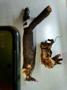 IMG_20231114_101921.thumb.jpg.1added5c25f85eae8ba2e031d10f553f.jpg