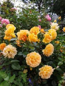 IMG_20231116_174238_116.jpg