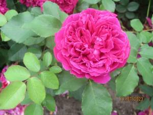 IMG_5325.JPG