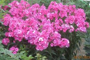 IMG_5439.JPG
