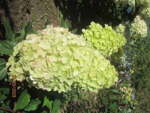 IMG_6652.JPG