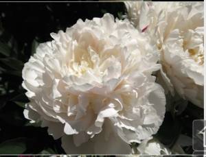 IMG_7530.jpeg
