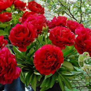 Paeonia-Henry-Bockstoce.jpg