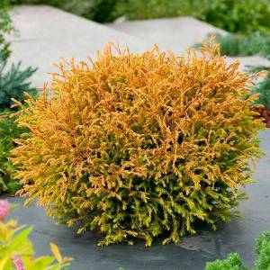 Thuja-occidentalis-Golden-Tuffet-min.jpg