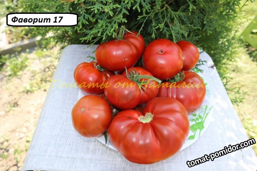 Фаворит 17 (11).JPG