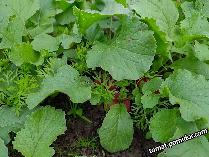 Посадка редиса Валери между моркови