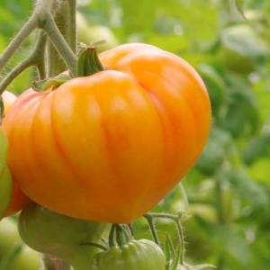 madrid-f1-tomat-indeterminantniy-clause-250-nasinin-72152704232113.jpg