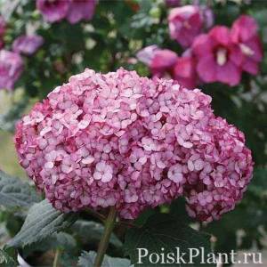 hydrangea-arborescens-bellaragazza-mauvette-02_1 (1).jpg