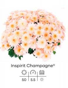 Хризантема Inspirit Champagne.jpg