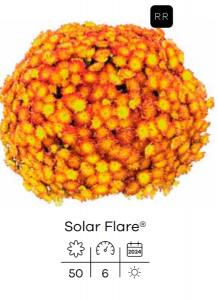 Хризантема Solar Flare.png