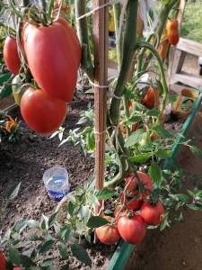 IMG_20230825_162856.thumb.jpg.dcc269fc24f36ee7a4281e1dbbbfcdc5.jpg