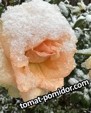 large.1unnamed.jpg.2db00ba44756f5fa9f1dce7965230cff.jpg