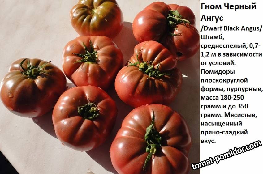 Томаты гномы черные