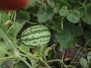 IMG-20230815-WA0012.thumb.jpeg.f08bf064d134c319f1473f38da361319.jpeg