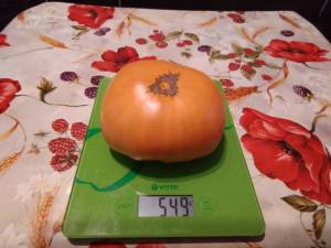 IMG_20210826_153000.thumb.jpg.6cad5214c85628a0bb2d90c645ca7aa0.jpg