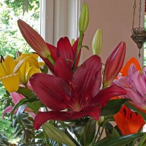 LiliumTABataleone_1800x.thumb.jpg.d469f6149ec8b03970d036dfeb9d7d72.jpg