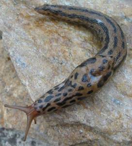 Limax_maximus_5.jpg