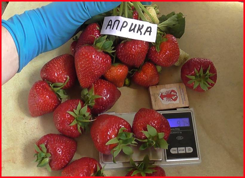 Клубника априка фото отзывы Контент Свет.Вит. - tomat-pomidor.com