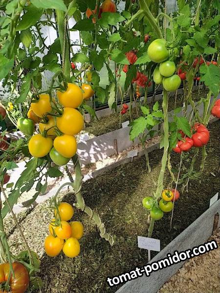 Red Spot Yellow