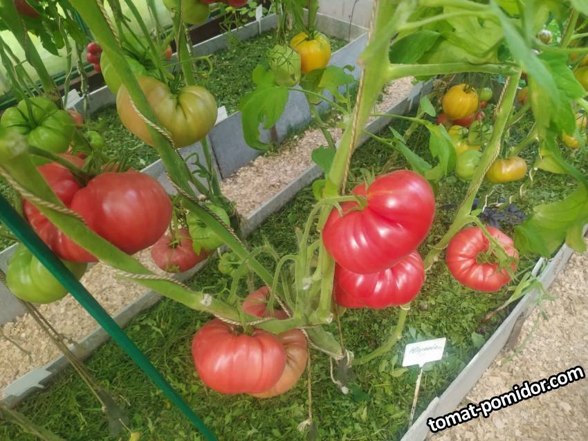 Юсуповские