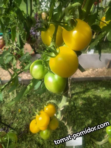Red Spot Yellow